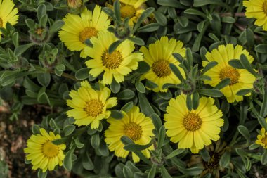 Parktaki bahar çiçeklerinin fotoğrafı. 