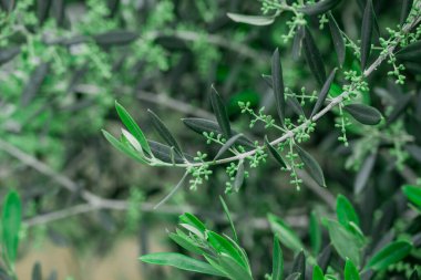 Parktaki bahar çiçeklerinin fotoğrafı. 