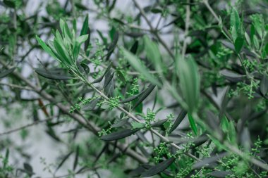 Parktaki bahar çiçeklerinin fotoğrafı. 