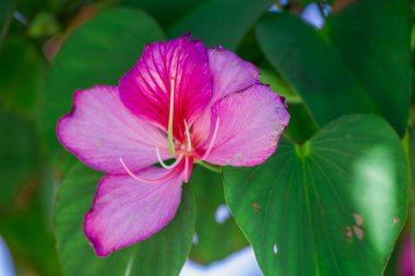 Pembe Bauhinia Blakeana çiçekleri. Renkli tropikal pembe bauhinia