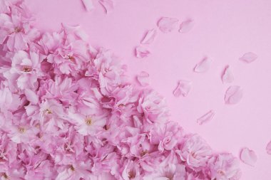 bahar arkaplanı pembe kiraz çiçekleri