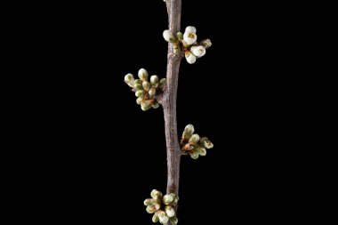 Bahar arka plan bahar çiçekleri ile