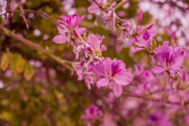 Bahar arka plan bahar çiçekleri ile