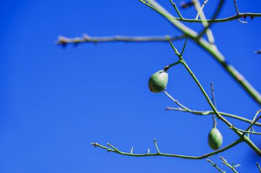 Ceiba amblem ağacının gövdesinden dikenler