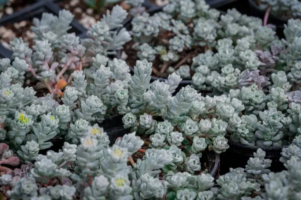 Tencerede küçük bir sempervivum fotoğrafı