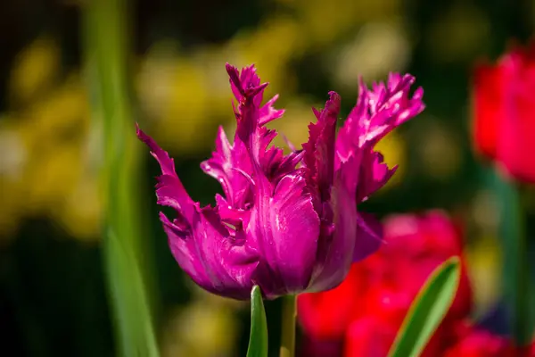 Zdjęcie Wiosennych Kwiatów Parku — Zdjęcie stockowe