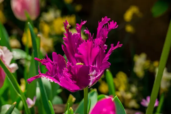 Zdjęcie Wiosennych Kwiatów Parku — Zdjęcie stockowe