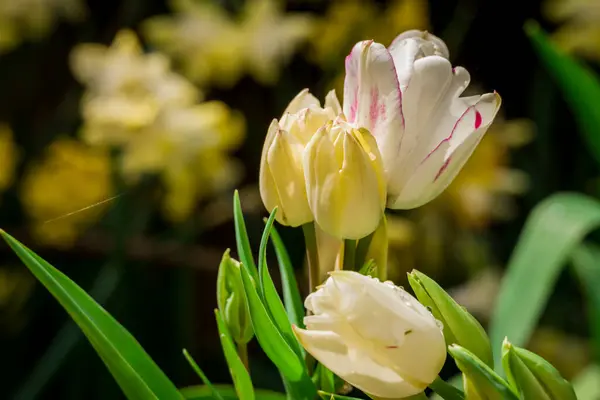 Foto Von Frühlingsblumen Park — Stockfoto