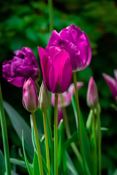 Foto Von Frühlingsblumen Park — Stockfoto