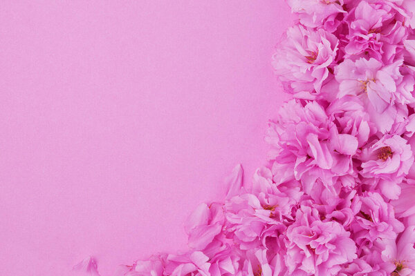 Spring background pink cherry flowers