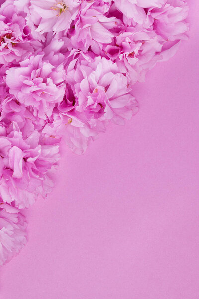 Spring background pink cherry flowers