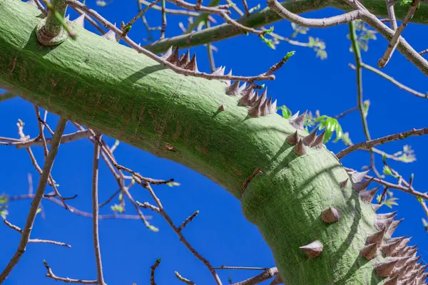 Ceiba amblem ağacının gövdesinden dikenler