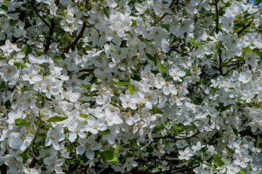 Bahar arka plan bahar çiçekleri ile 