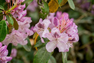 Parktaki bahar çiçeklerinin fotoğrafı.  