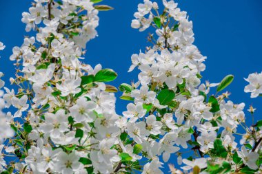 Bahar arka plan bahar çiçekleri ile 