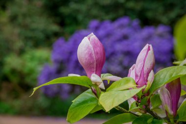Parktaki bahar çiçeklerinin fotoğrafı.  