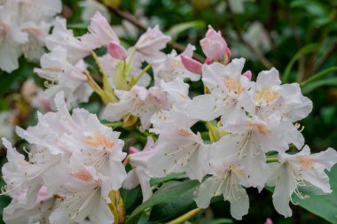 Parktaki bahar çiçeklerinin fotoğrafı.  
