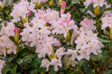 Parktaki bahar çiçeklerinin fotoğrafı.  