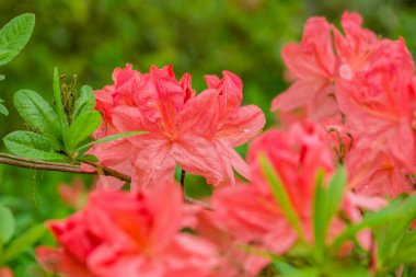 Parktaki bahar çiçeklerinin fotoğrafı.  