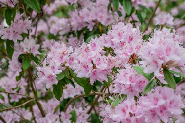 Parktaki bahar çiçeklerinin fotoğrafı.  