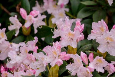 Parktaki bahar çiçeklerinin fotoğrafı.  