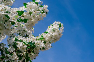 Bahar arka plan bahar çiçekleri ile 