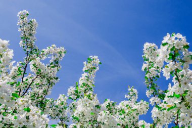 Bahar arka plan bahar çiçekleri ile 