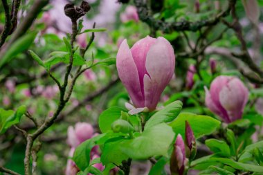 Parktaki bahar çiçeklerinin fotoğrafı.  