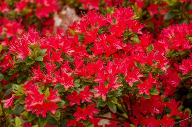 Parktaki bahar çiçeklerinin fotoğrafı.  