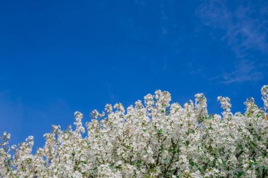 Bahar arka plan bahar çiçekleri ile 