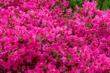 Parktaki bahar çiçeklerinin fotoğrafı.  