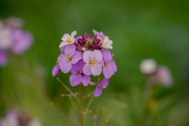 Parktaki bahar çiçeklerinin fotoğrafı.  