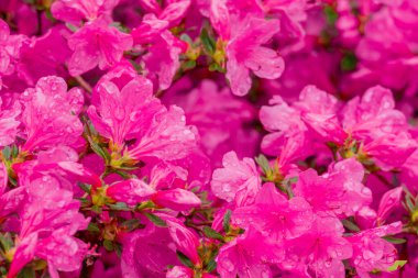 Parktaki bahar çiçeklerinin fotoğrafı.  