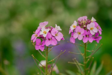 Parktaki bahar çiçeklerinin fotoğrafı.  