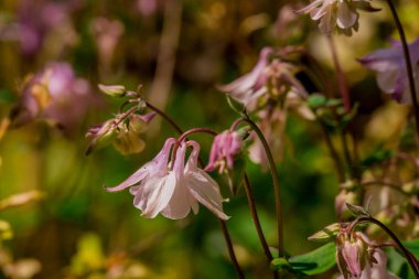 Bahar arka plan bahar çiçekleri ile 