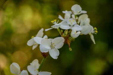 Bahar arka plan bahar çiçekleri ile 