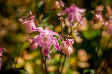 Bahar arka plan bahar çiçekleri ile 