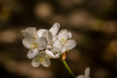 Bahar arka plan bahar çiçekleri ile 