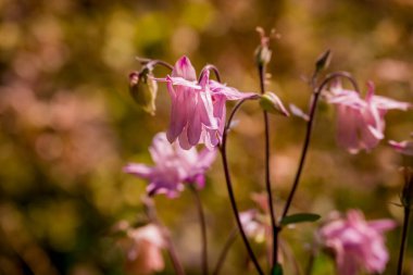 Bahar arka plan bahar çiçekleri ile 