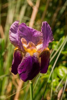 Bahar arka plan bahar çiçekleri ile 