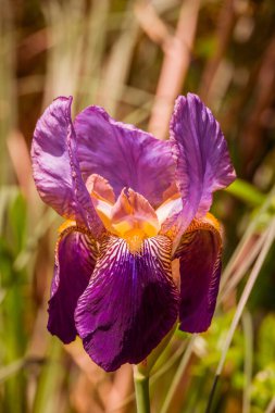 Bahar arka plan bahar çiçekleri ile 