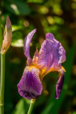 Bahar arka plan bahar çiçekleri ile 