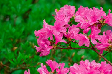 Parktaki bahar çiçeklerinin fotoğrafı.  