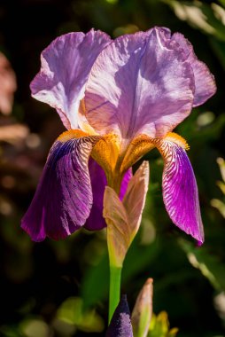 Bahar arka plan bahar çiçekleri ile 