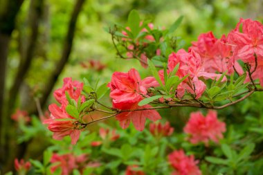 Parktaki bahar çiçeklerinin fotoğrafı.  