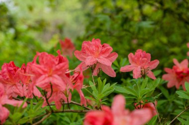 Parktaki bahar çiçeklerinin fotoğrafı.  