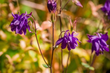 Bahar arka plan bahar çiçekleri ile 