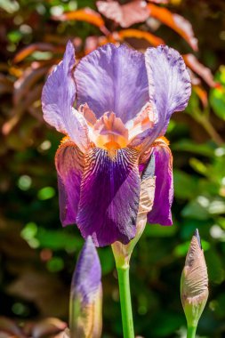 Bahar arka plan bahar çiçekleri ile 