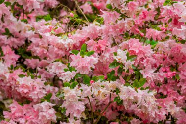 Parktaki bahar çiçeklerinin fotoğrafı.  