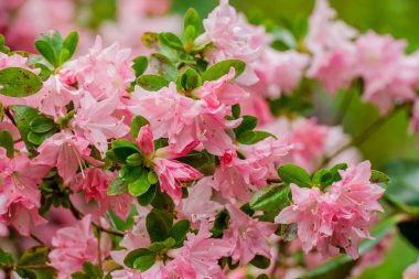 Parktaki bahar çiçeklerinin fotoğrafı.  